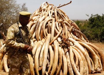 Kenya to Burn 120 Tons of Ivory  