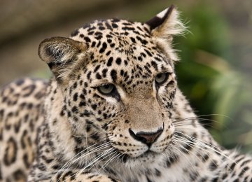 Renewed Effort to Protect the Persian Leopard