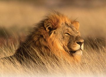 African Lions Face 50% Decline by 2035