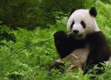 Illegal Logging Threatens China’s Panda Habitat