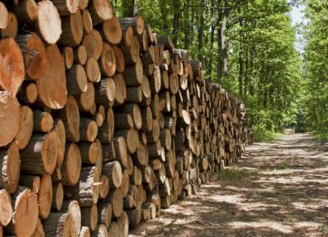 Logging in Caspian Hyrcanian Forests Declines