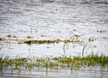 Hamouns Closer to Biosphere Reserve Status