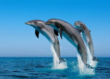 Protection for Marine Animals Inadequate