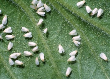 DOE, Municipality at Odds Over Combating Whiteflies