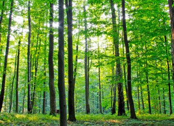 Climate Change Pact Hinges on Forest Preservation