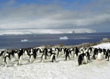 Iceberg Collision Kills Scores of Penguins