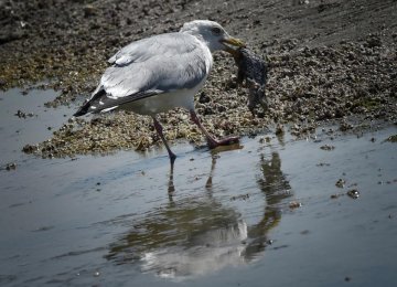 Plastic to Plague 99% of Seabirds by 2050