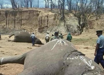 Zimbabwe Elephant  Poisoning Scandal Deepens