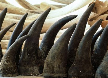 S. Africa Lifts Ban on Rhino Horn Trade