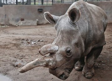 Northern White Rhino Population Down to 3