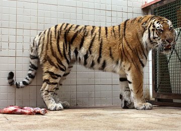 Fate of Amur Tiger to Be Decided in 2016