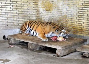 Quarantined Amur Tiger to Be Homed in Qazvin