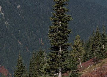 Scientists Say Some Trees Exacerbate Warming