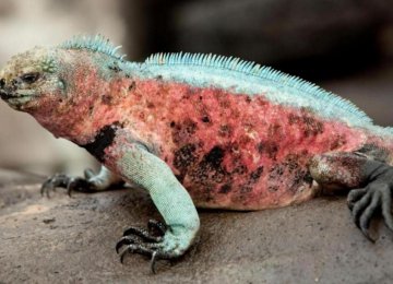Galapagos Volcano Eruption Endangers Pink Iguanas