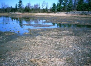 Desiccation of Fars Wetlands Surveyed