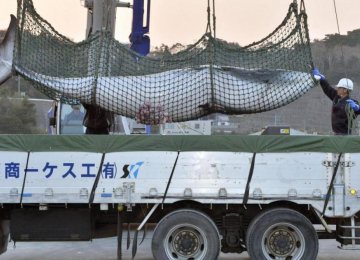 Australia Disappointed by Japan Whaling