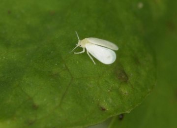 Whiteflies, Irritating But Harmless