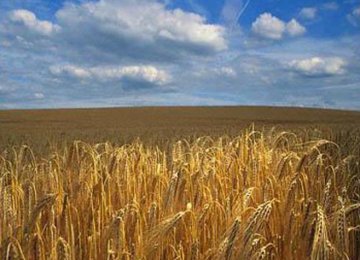 Russia Grain Output to Reach 100m Tons