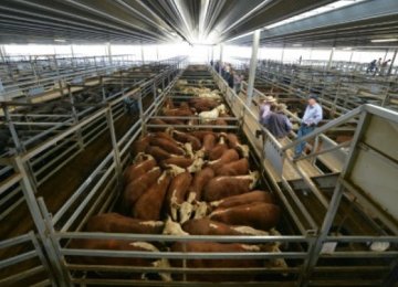 Australia, China to Begin Live Cattle Trade