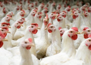 France Hit by Multi-National Poultry Ban