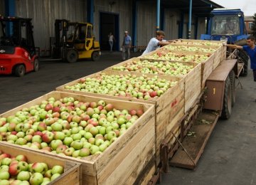 Moldovans Can Supply Fruit to Russia