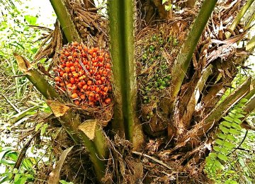 Palm Oil Prices to Rise on Tight Stocks