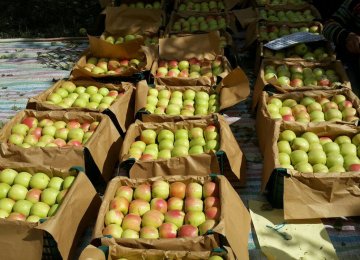 Apple Production Expected to Rise 