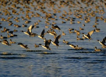 Bird Flu Afflicts Wild Ducks  in North 