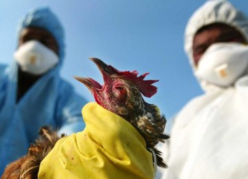 No Cases of H5N6 Human Infection Reported in Iran 