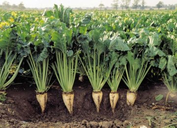 The area under beet cultivation in fall this year stood at around 16,000 hectares, which is up by 60% compared to last year.