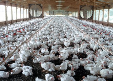 There are 1,600 units in Iran producing 2,600 eggs per day.