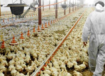 While egg-laying hens have been infected by the virus, broiler chickens are not affected.