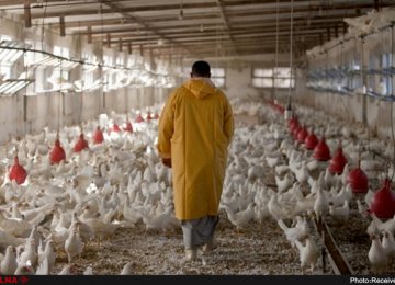 Chicken Farmers Suffer Losses Amid Surplus Production