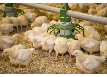 19% Rise in Chicken Production 