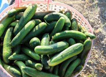 Yazd: Iran’s Cucumber Production Hub