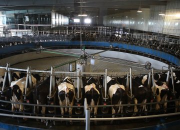 Dairy Exports to Hit $1b
