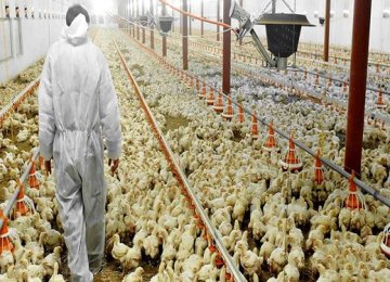 Iran&#039;s Biggest Layer Chicken Farm Opens