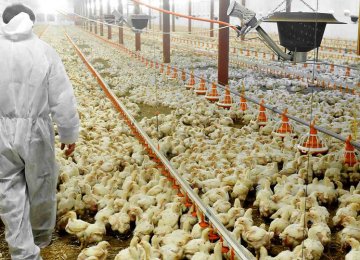 The avian flu outbreak has forced the cull of some 17 million chickens across the country.