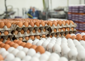 Iran’s per capita egg consumption stands at 198.
