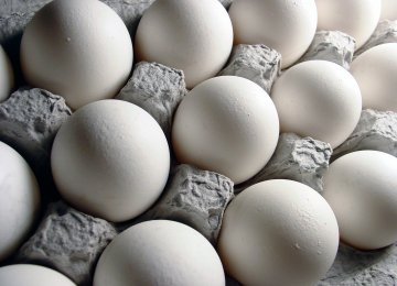 Iran’s Egg Exports Hit Rough Patch