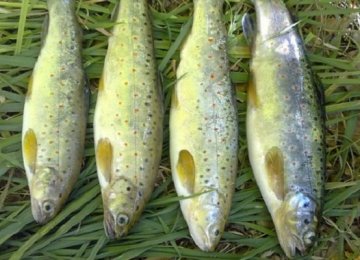 Online Fish Sales Begin in 4 Cities