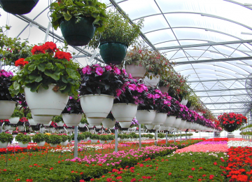 Iran 10th Biggest Producer of Flower, Plants