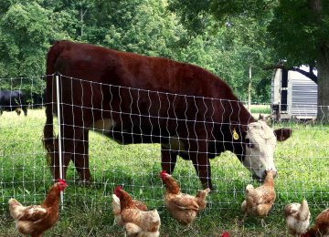 Livestock,Poultry Exports Rise