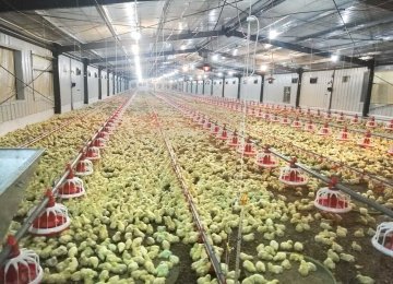 Iran Gov't Lifts Egg, Chicken Export Ban 