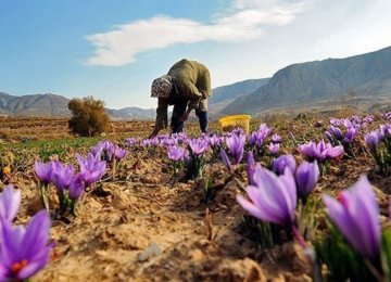 26% Rise in Saffron Export Value