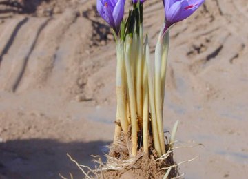 Saffron bulb can be transported even when it is not cultivation season, making it really easy for smuggling.