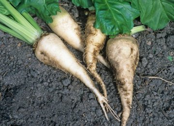 Incentives for Sugarbeet Farmers