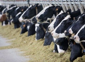 Cattle Farms Produce 2m Tons of Milk in Q4