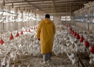 Q1 Poultry Output Up 10.5%