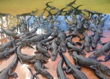 Crocodiles Imported From Malaysia 